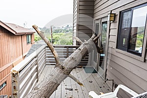 Drought causes dead pot pine tree to fall on house