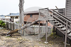 Drought causes dead pot pine tree to fall on house