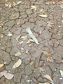Drought is characterized by cracked soil and fallen leaves. Angle taken from above. photo