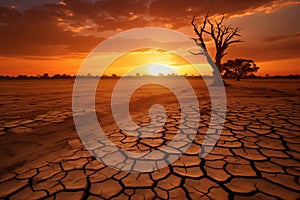 Dry dead tree in desert with a dry, cracked ground on sunset photo