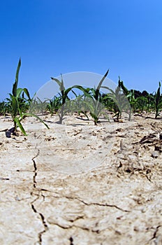 Drought conditions in Illinois corn field