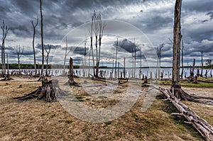 Drought Conditions at a Lake with Dead Trees and Stumps