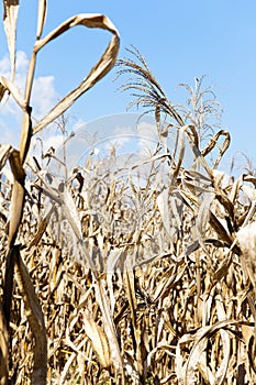 Drought corn field