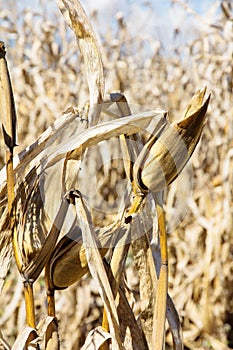 Drought corn field