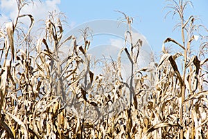 Drought corn field