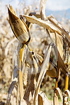 Drought corn field