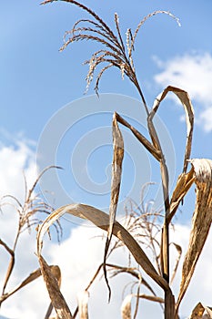 Drought corn field