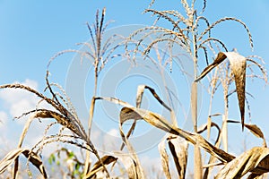 Drought corn field