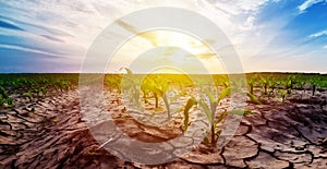 Drought in corn field photo