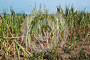 Drought corn field in hot summer
