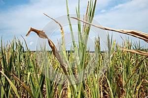 Drought corn field in hot summer