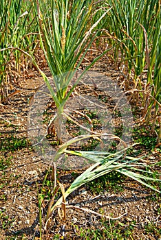 Drought corn field in hot summer