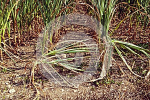 Drought corn field in hot summer