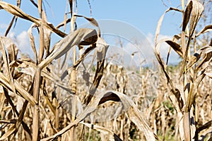 Drought corn field