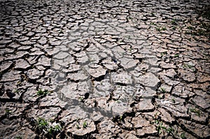 Drought Cracked Ground