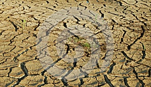 Drought cracked pond wetland, swamp drying up soil crust earth climate change, surface extreme heat wave caused crisis,
