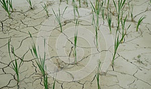 Drought cracked pond wetland, swamp drying up soil crust earth climate change, surface extreme heat wave caused crisis,