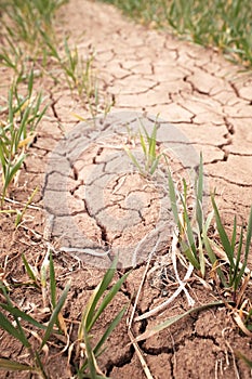 Drought cracked soil