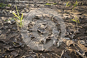 Drought cracked soil texture background with lonely plant