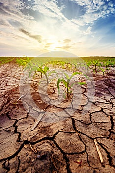 Drought in cultivated corn maize crop field