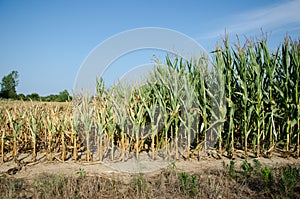 Drought damaged corn