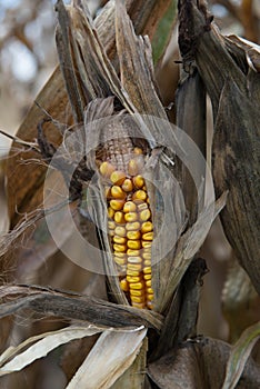 Drought damaged corn crop