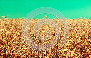 Drought Damaged Cornfield: Poorly developed cornstalks show the effects of prolonged hot, dry weather