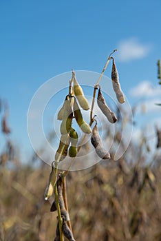 Drought damaged soybean