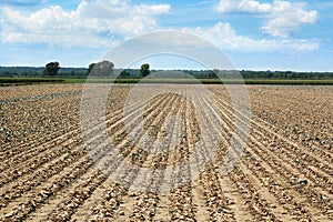 Drought: Dead Crops photo