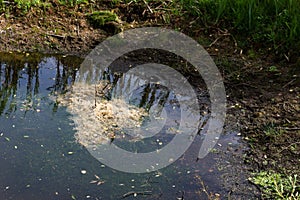 During drought dried up small pond in farmers agricultural field, growing grass on bottom in dried up pond