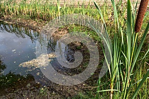 During drought dried up small pond in farmers agricultural field, growing grass on bottom in dried up pond