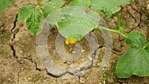 Drought dry field cucumber Cucumis sativus land gourd cucumiform fruits vegetables, drying up soil cracked, climate