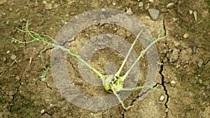 Drought dry field kohlrabi cabbage turnip Brassica oleracea gongylodes fruits vegetables, drying up soil cracked, leaves