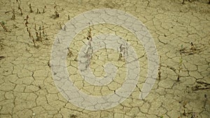 Drought dry field land with poppy leaves Papaver poppyhead, drying up soil cracked, drying up the soil cracked, climate