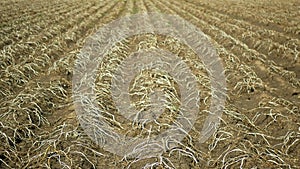 Drought dry field land with potato leaves Solanum tuberosum potatoes, drying up the soil cracked, climate change