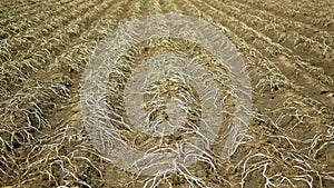 Drought dry field land with potato leaves Solanum tuberosum potatoes, drying up the soil cracked, climate change