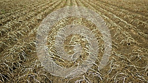 Drought dry field land with potato leaves Solanum tuberosum potatoes, drying up the soil cracked, climate change