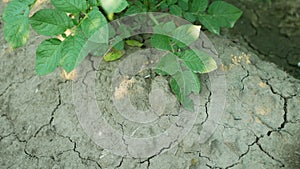 Drought dry field land with potato leaves Solanum tuberosum potatoes, drying up the soil cracked, climate change