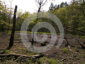 Drought - a dry lake in the middle of a forest