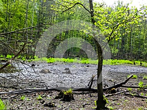 Drought - a dry lake in the middle of a forest