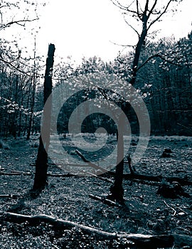 Drought - a dry lake in the middle of a forest