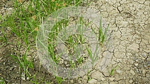 Drought dry meadow land with lowland fens Bolboschoenus maritimus, drying up the soil cracked, climate change