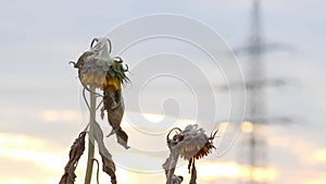 Drought with dry and withered sunflowers in extreme heat periode with hot temperatures and no rainfall due to global warming cause