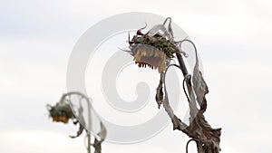 Drought with dry and withered sunflowers in extreme heat periode with hot temperatures and no rainfall due to global warming cause