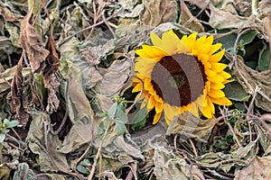 Drought with dry and withered sunflowers in extreme heat periode with hot temperatures and no rainfall due to global warming cause