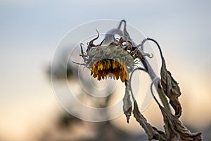 Drought with dry and withered sunflowers in extreme heat periode with hot temperatures and no rainfall due to global warming cause