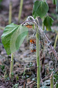 Drought with dry and withered sunflowers in extreme heat periode with hot temperatures and no rainfall due to global warming cause