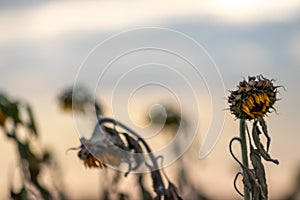 Drought with dry and withered sunflowers in extreme heat periode with hot temperatures and no rainfall due to global warming cause