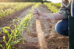 Drought in field. Farm worker holding dry soil in hand and control quality of fertility