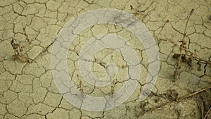 Drought field land with poppy leaves Papaver poppyhead, drying up soil cracked, drying up the soil cracked, climate